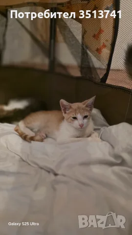 Подарамам мъжко котенце , снимка 5 - Други - 55547116