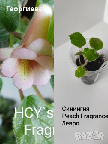 синингия, снимка 3 - Стайни растения - 54716797