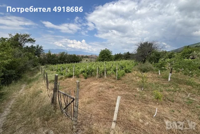 ПРОДАВА СЕ ЛОЗЕ , снимка 10 - Земеделска земя - 55661714