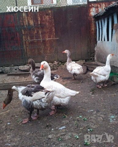 Селски гъски