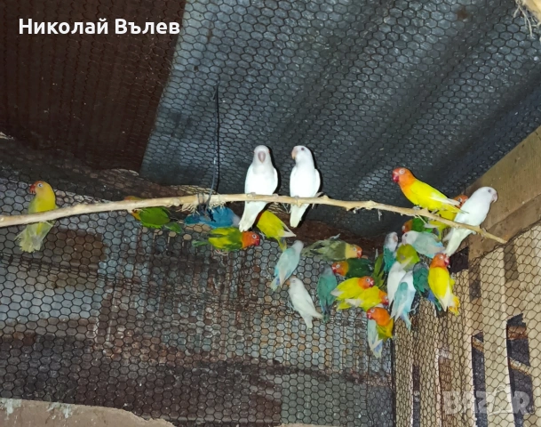 Неразделки , снимка 2 - Папагали - 54333354