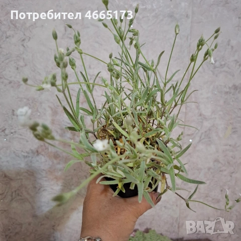 Комплект Рожец и Детелина розова, снимка 2 - Градински цветя и растения - 54510816