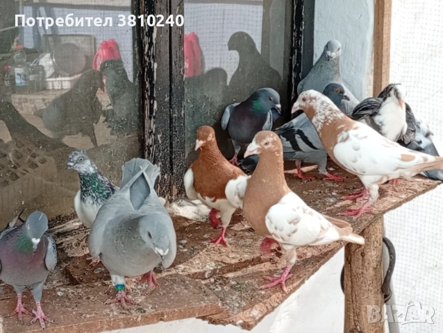 Блондинети , стандартни ардезио пощенски гълъби и още, снимка 4 - Гълъби - 54192620