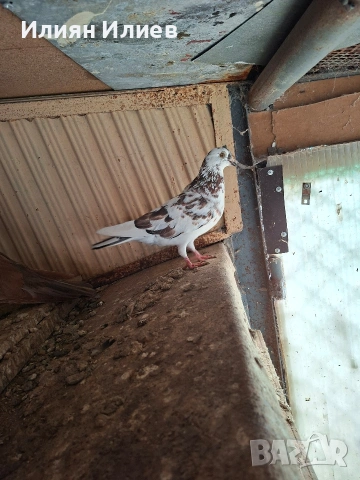 Женска гълъбица- унгарка