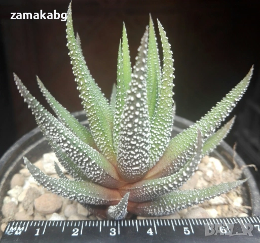 Хавортия ласита (Haworthia attenuata v. radula Haworthia Lassytha), сукулентно растение