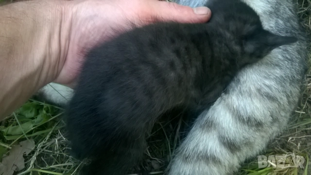 котета, снимка 5 - Други - 55007042