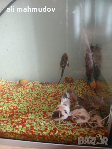 Аквариуми и рибки, снимка 2 - Рибки - 54091879