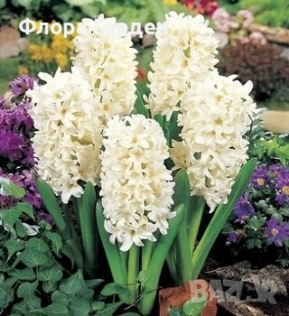 Луковици ЗЮМБЮЛ - Предварителни поръчки, снимка 5 - Градински цветя и растения - 51033126