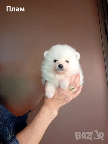 Бели мъжки Померани , снимка 6 - Померан - 54173962