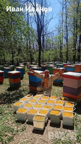 Цветен Прашец / Пчелен прашец15€/кг реколта 2026г, снимка 5 - Пчелни продукти - 55336856