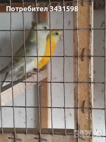 поини папагали , снимка 2 - Папагали - 54038662