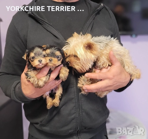 Супер мини йоркшерски териери, снимка 2 - Йоркширски териер - 54349627