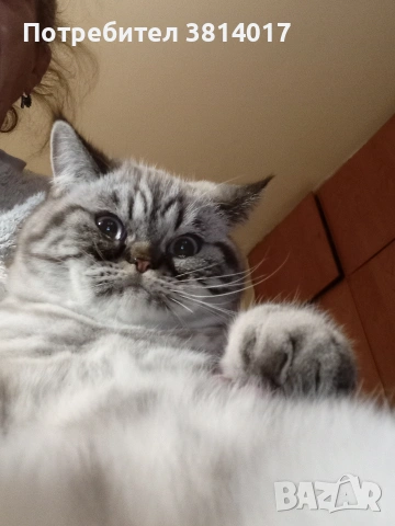 табй котета , снимка 3 - Други - 54424069