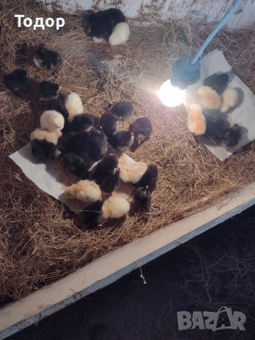 продавам оплодени яйца за люпене , снимка 7 - Кокошки и пуйки - 54273769