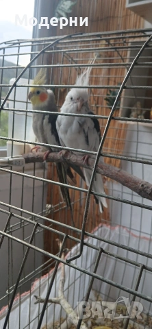 Корели мъжки и женска, снимка 4 - Папагали - 54661406
