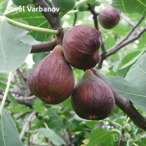 Продавам прясна домашна смокиня, снимка 3 - Градински цветя и растения - 55316095