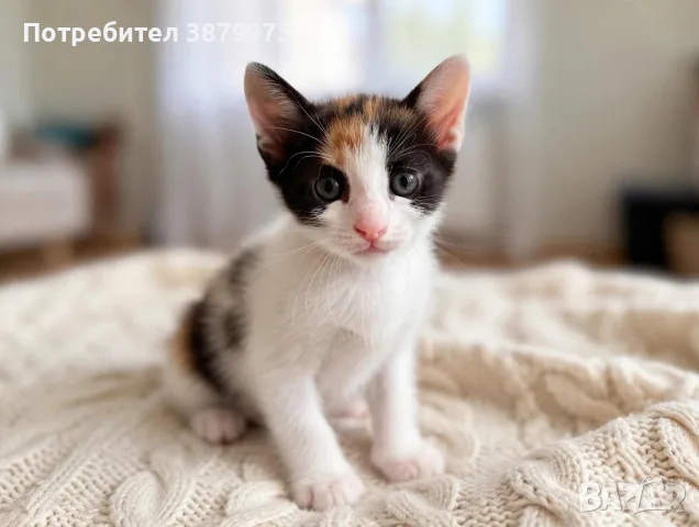 Подаряват се котенца, снимка 3 - Други - 55627415