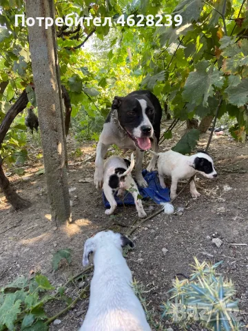 На първата снимка са родителите , снимка 3 - Питбул - 55629066