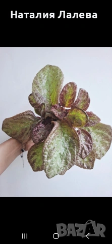 Еписция, episcia Jim's rose garden, снимка 3 - Стайни растения - 55099674