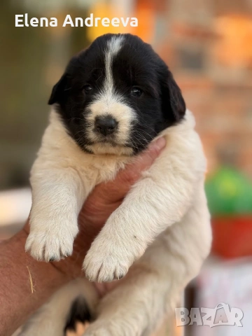 Продавам каракачански кученца с родословие