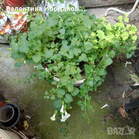 азарина , снимка 4 - Стайни растения - 54835511