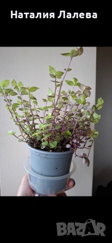 Традесканция/кализия, callisia repens Gold, снимка 3 - Стайни растения - 54051984