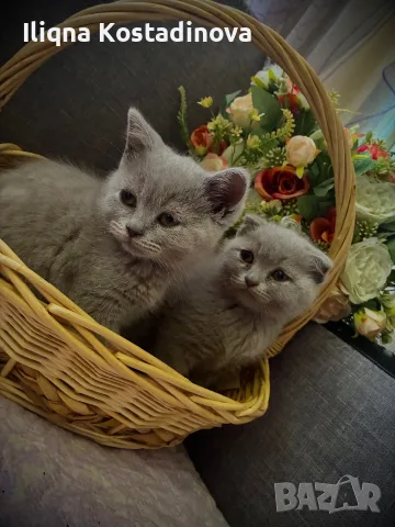 Една клепоуха и една правоуха красавици 