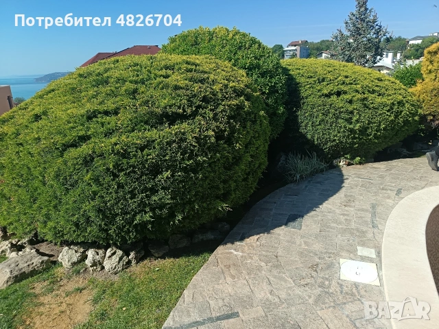 косене на трева оформене храсти, снимка 2 - Градински цветя и растения - 54564233