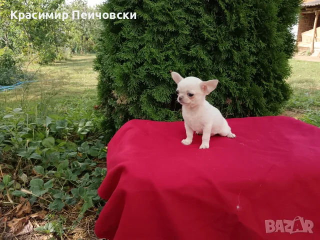 женско чихуахуа. , снимка 3 - Чихуахуа - 55371298