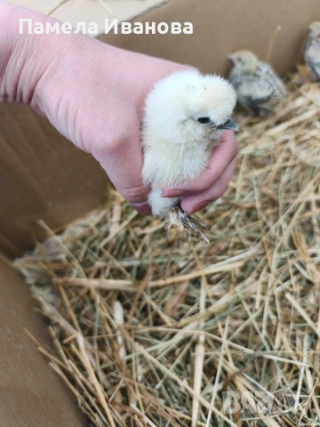 Пиленца на 10 дни, снимка 4 - Кокошки и пуйки - 54189774