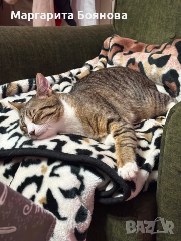 Мъжко коте