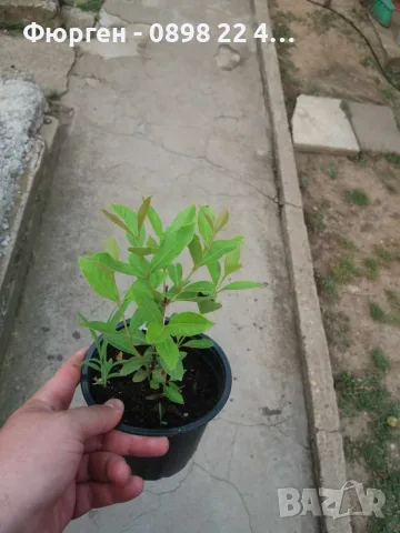 Ягодова гуава (Psidium cattleyanum) – екзотично плодно растение с ароматни плодове, снимка 4 - Разсади - 55298673
