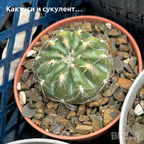Кактус  Matucana Polzii, снимка 12 - Градински цветя и растения - 54593836