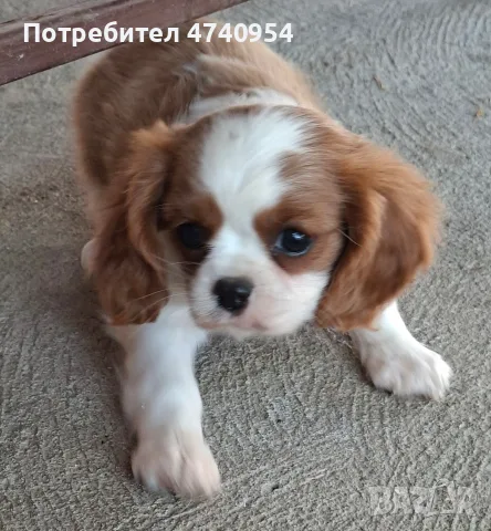 Кавалер Кинг Чарлз шпаньол , снимка 2 - Кавалер кинг чарлз шпаньол - 55333261