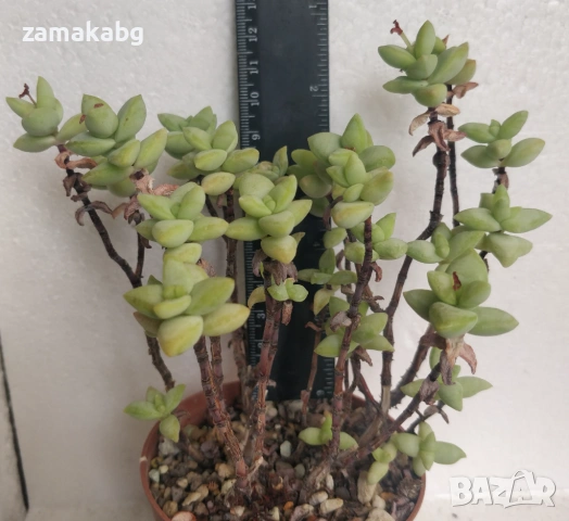 Красула (Crassula ssp Rupestris), сукулентно растение