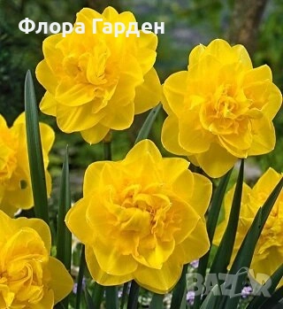 Луковици НАРЦИС - Предварителни поръчки, снимка 3 - Сортови семена и луковици - 46827345