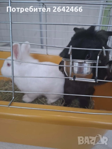 Подарявам декоративни зайчета 