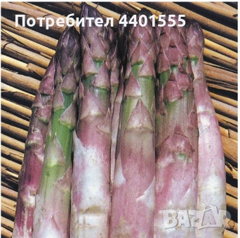 РАЗСАД АСПЕРЖИ