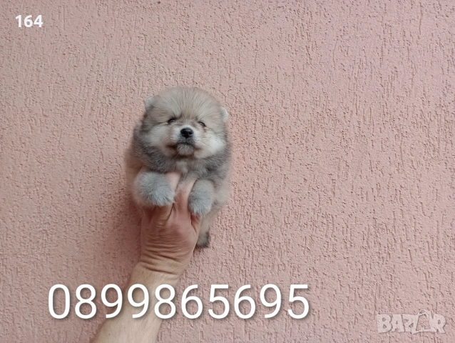 Померани. Реални снимки от 29.03.26 г., снимка 8 - Померан - 54012750