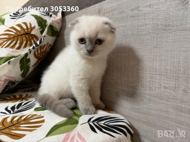 Шотландски късокосмести котенца