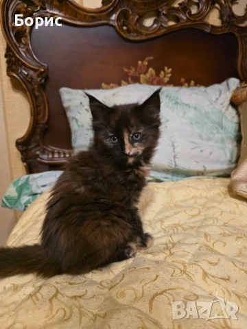 Мейн куун котета, снимка 2 - Мейн кун - 35075644