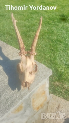 Трофей от сръндак -5 броя , снимка 11 - Антикварни и старинни предмети - 54056882