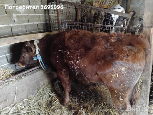 Продавам две телета мъжки , снимка 3 - Крави - 54182485