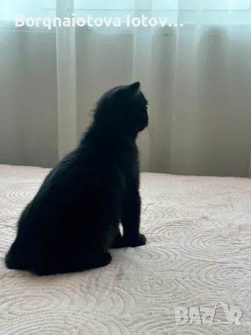 Малки шотландски котенца, снимка 2 - Британска късокосместа - 55465853