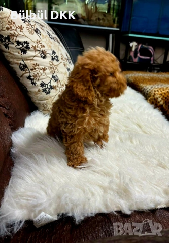 Мини пудел, снимка 2 - Пудели - 54312453