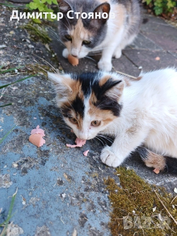 Подараваме малко коте, снимка 4 - Други - 55162509