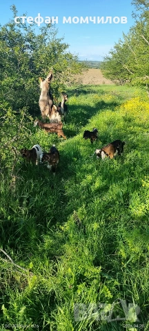 ярета, снимка 6 - Кози - 54345171