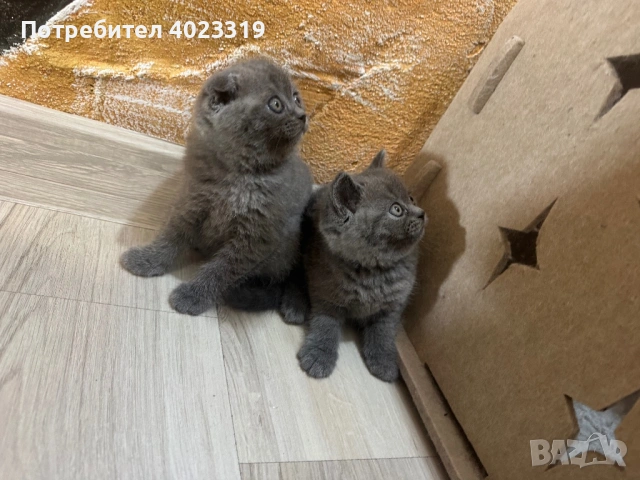 Продавам чистокръвни британци
