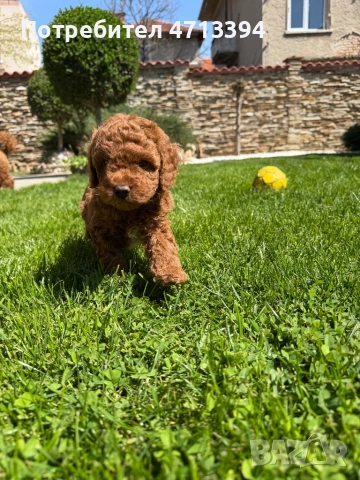 Момченце пудел/ male red poodle, снимка 8 - Пудели - 54227541