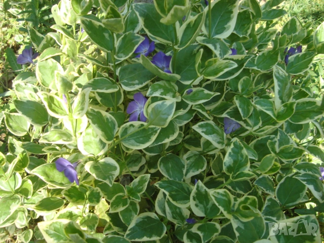 Голяма пъстролистна винка (Vinca major variegata)